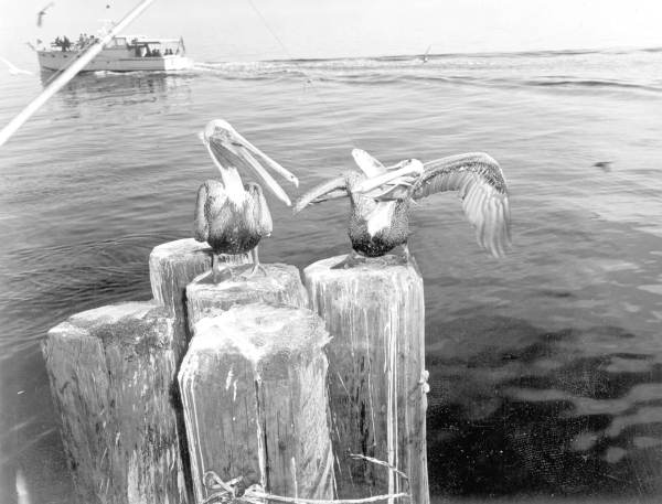 Pelicans stealing a catch from a fisherman's line - Saint Petersburg, Florida