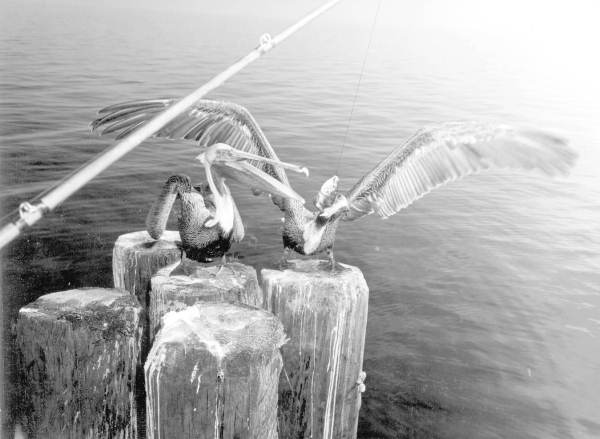 Pelicans stealing a catch from a fisherman's line - Saint Petersburg, Florida