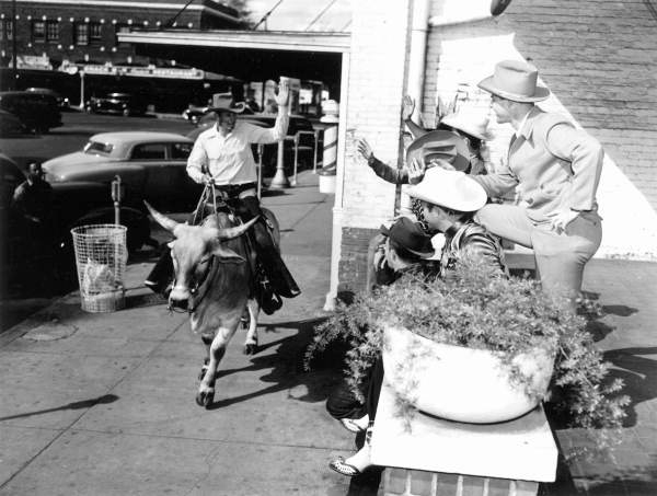Bob Cobb rides his steer Silver into town - Ocala, Florida .