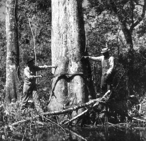 Rufus Beebe and Norman Kimble cutting trees - Copeland, Florida