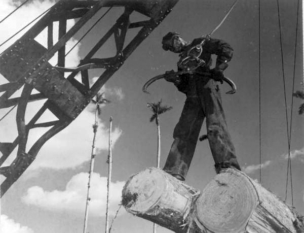Ulysess Ellison prepares to clamp giant tongs on cypress logs - Copeland, Florida