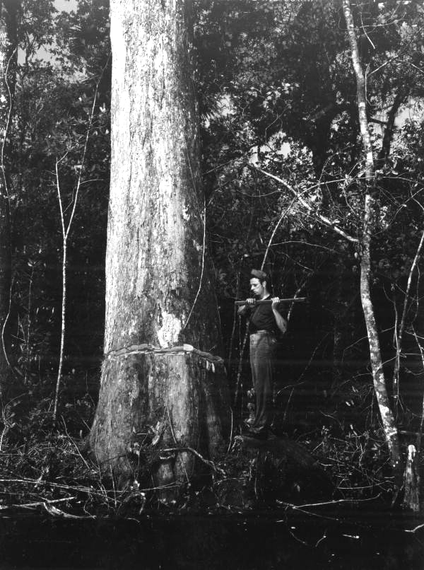 Jimmy O'Connor deadens a cypress tree - Copeland, Florida