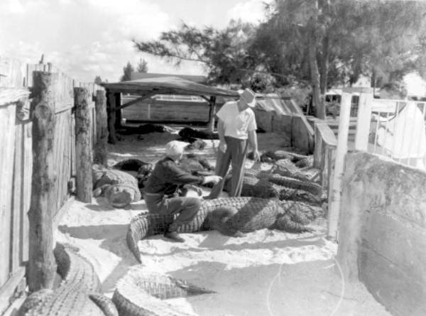 "Texas" Jim Mitchell and O. F. Vischer in an alligator pit at Jim's alligator farm - Sarasota, Florida