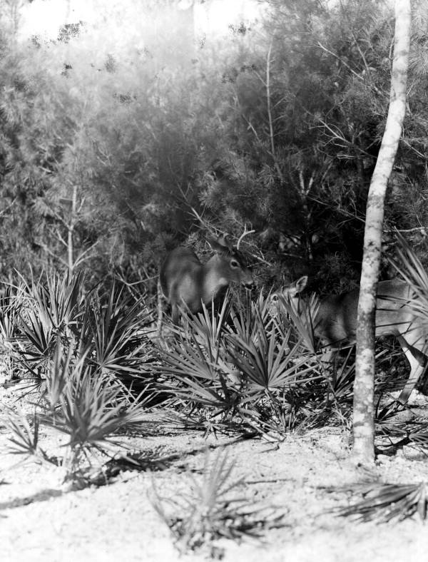 White tail deer - Weeki Wachee Spring, Florida