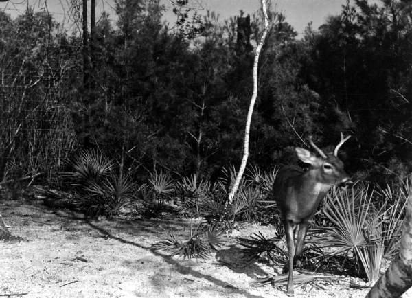White tail deer - Weeki Wachee Spring, Florida