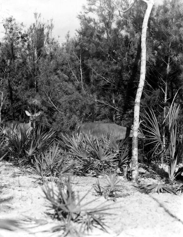 White tail deer - Weeki Wachee Spring, Florida