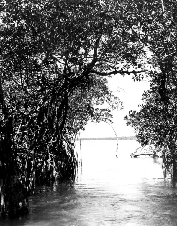 View of a Cuthbert Lake - Everglades National Park, Florida .
