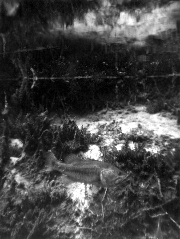 Underwater shot of a striking bass during a fishing contest - Weeki Wachee Spring, Florida