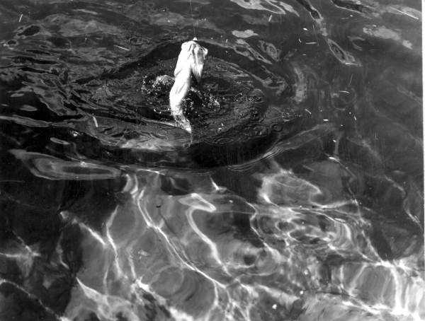 Hooked bass during a fishing contest - Weeki Wachee Spring, Florida