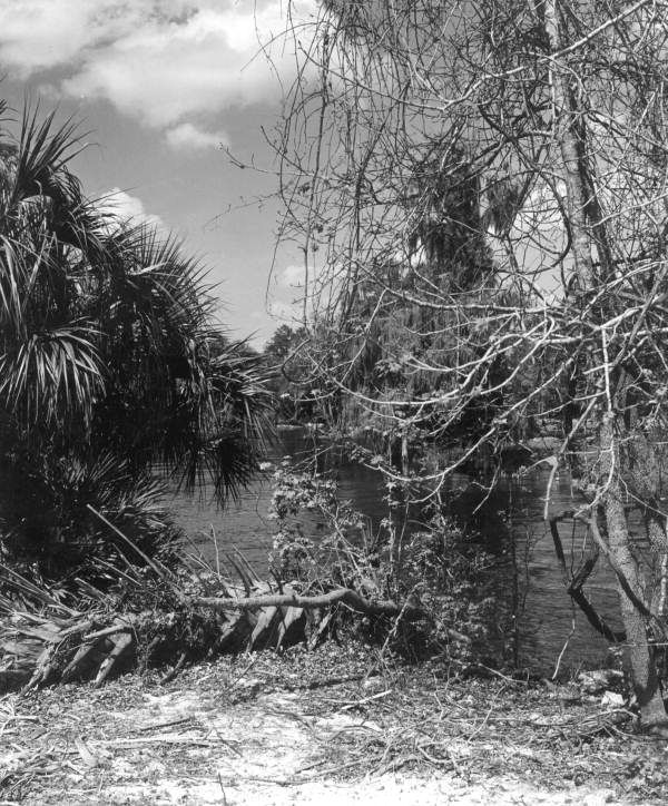 Scene on Withlacoochee River .