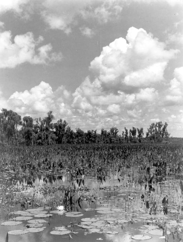 Marsh east of Tallahassee .