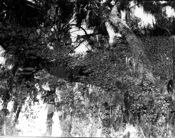 Vegetation along a stream in Highlands Hammock State Park - Sebring, Florida .