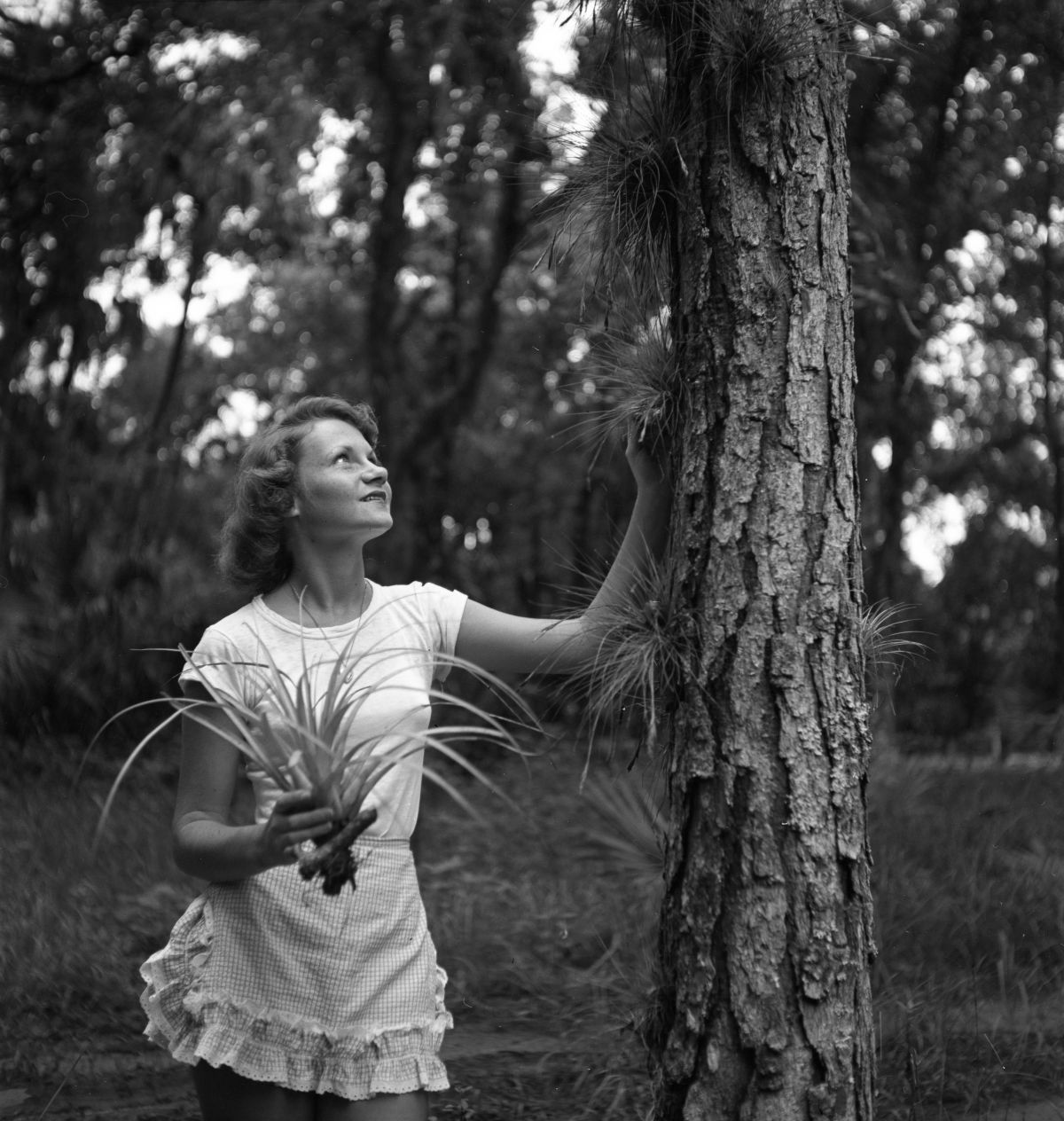 Martha Green and air plants - Sebring, Florida .