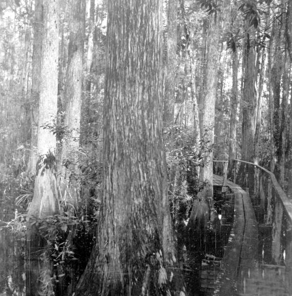 View of the cypress swamp - Sebring, Florida .