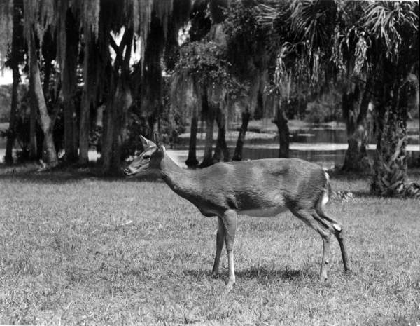 "Baby Snooks", mother of "Flag" of the Yearling..