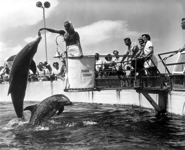 Dolphins performing to the delight of the tourists - Marineland, Florida