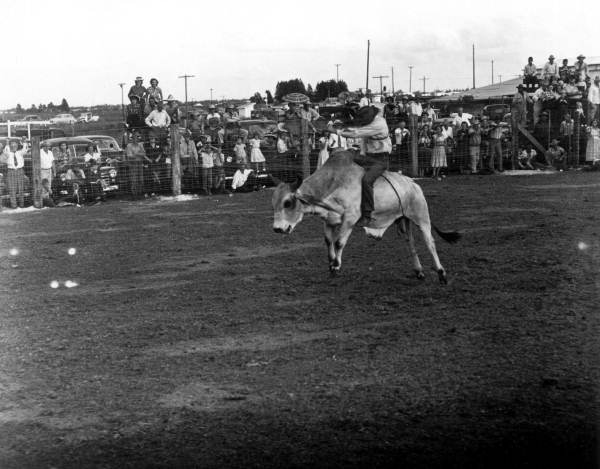 Cowboy riding a bull - Okeechobee, Florida
