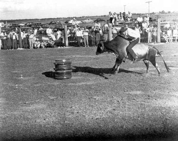 Cowboy attempts to ride the bull - Okeechobee, Florida