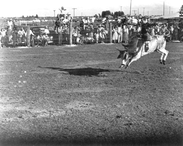 Cowboy attempts to ride the bull - Okeechobee, Florida