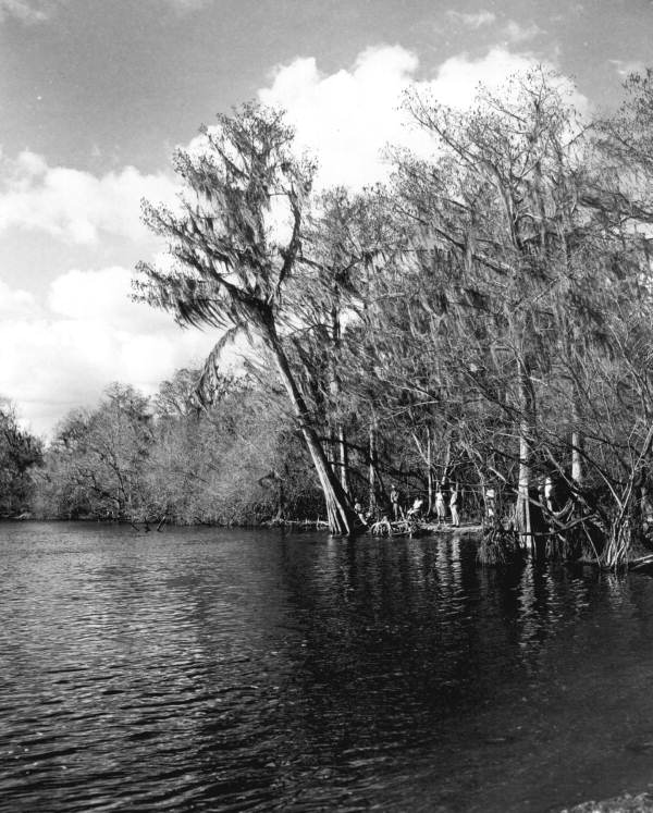 View of the Suwannee River.