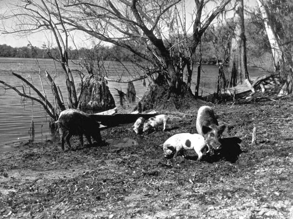 Wild pigs on the shore at the Suwannee River .