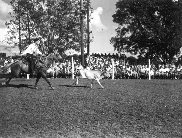 Cowboy attempts to lasso a calf - Bonifay, Florida