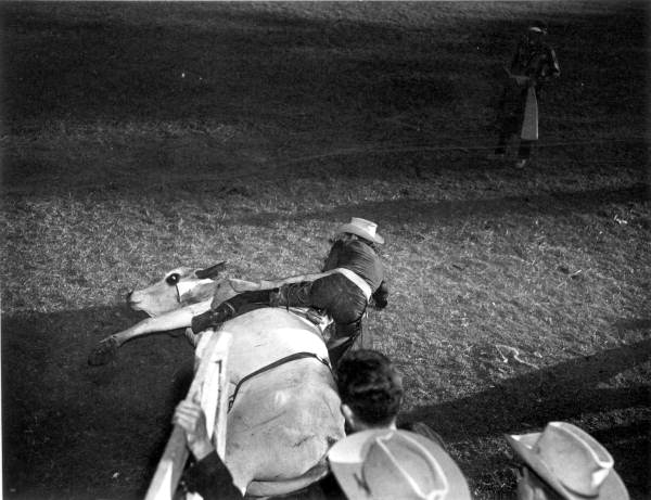 Bull and cowboy on the ground - Bonifay, Florida