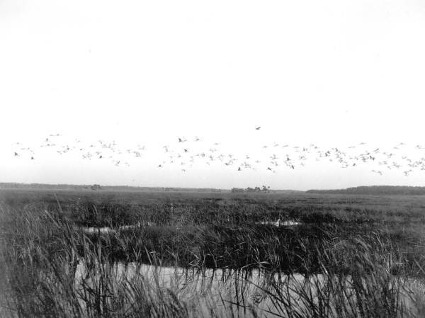 Flock of birds in the Everglades