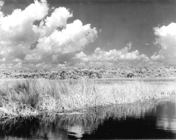 Landscape scene from the Tamiami Trail - Everglades, Florida