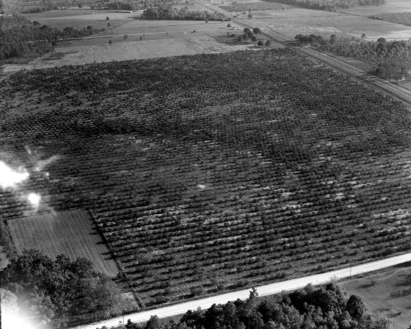 Aerial view of blueberry patches - Crestview, Florida