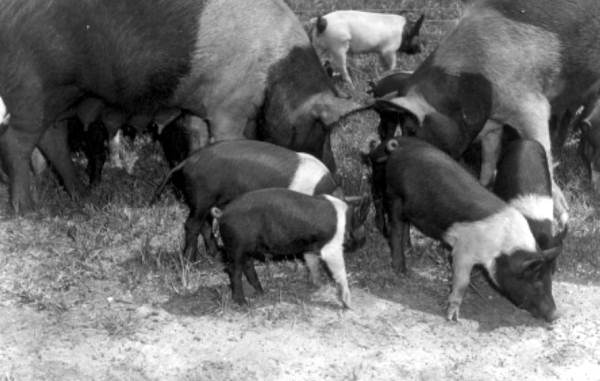 New Hamshire hogs raised by George E. Dryden near Marianna