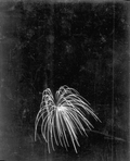 Fireworks at the watermelon festival - Leesburg, Florida