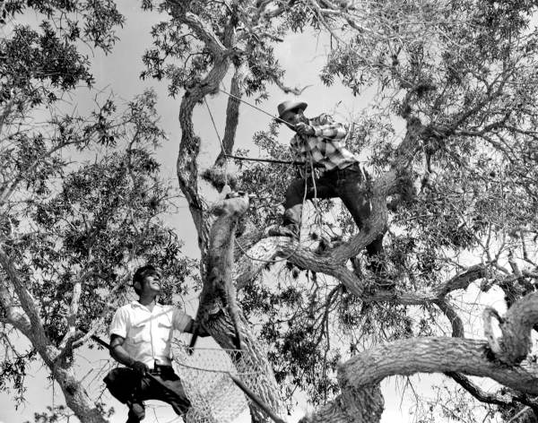 Bill Piper, of Everglades Wonder Gardens, capturing a bobcat with the help of his assistant - Bonita Springs, Florida
