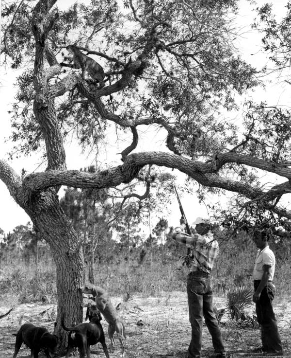 Bill Piper of Everglades Wonder Gardens ready to hunt a bobcat on the tree - Bonita Springs, Florida