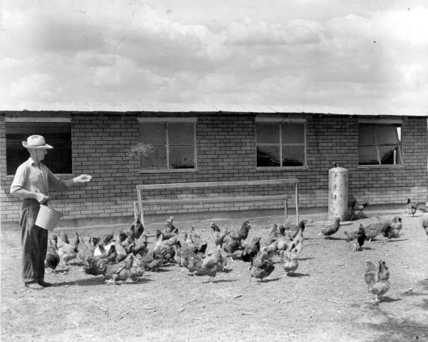 J. L. Jacke feeds his chickens - Laurel Hill, Florida