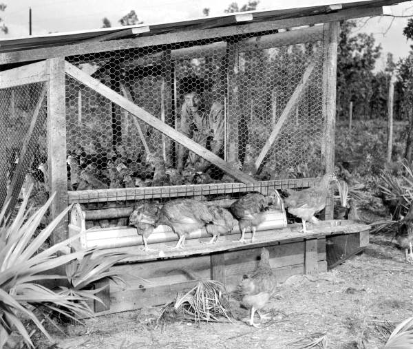Chicken hatchery near Jacksonville