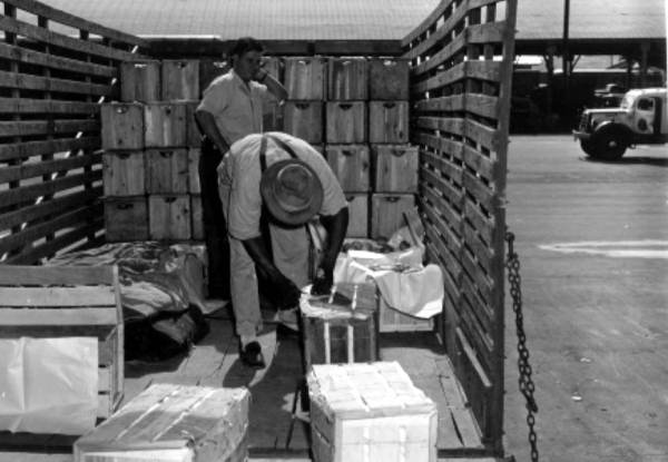 Unloading crates of produce - Plant City, Florida