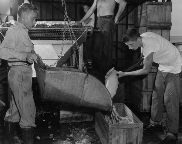Unidentified men packing shrimp