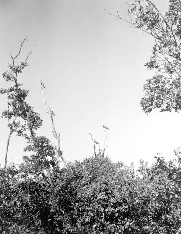 Louisiana blue herons in the Everglades