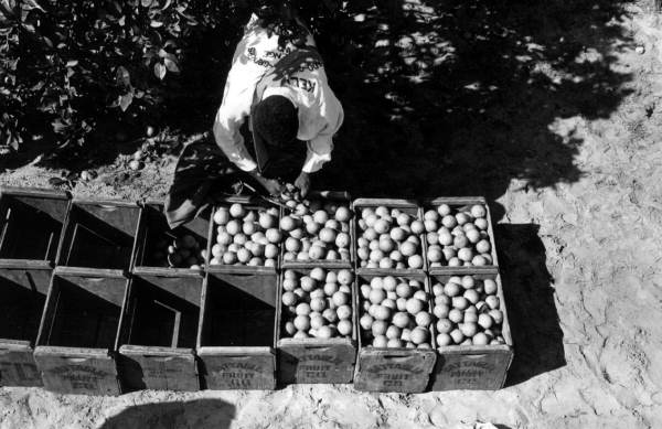 A participant loads picked oranges into crates at contest - Orlando, Florida.