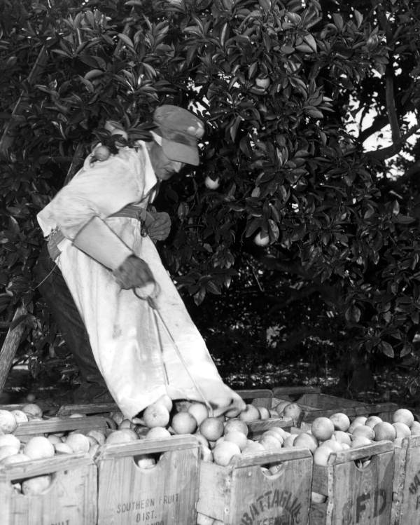 A participant pouring picked oranges into crates at contest - Orlando, Florida.