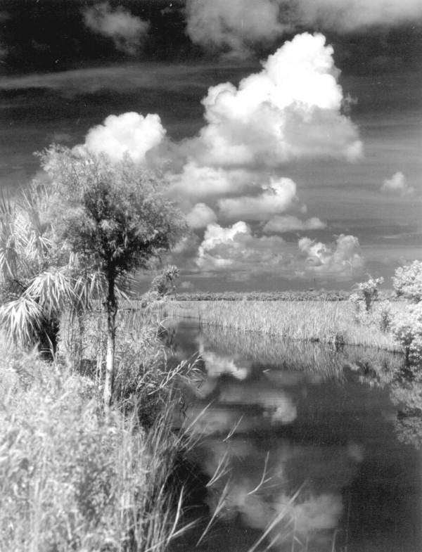 Landscape view taken from the Tamiami Trail - Everglades, Florida