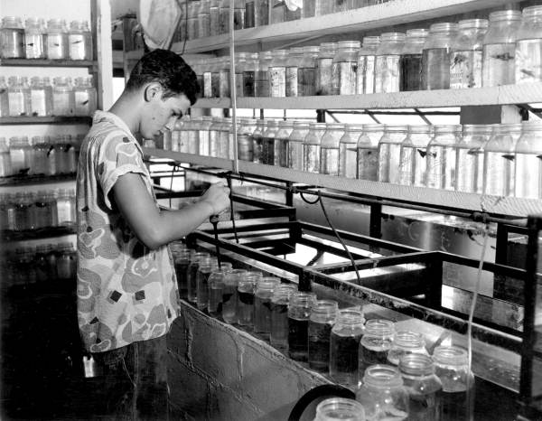Employee working with tropical fish at a hatchery - Tampa, Florida .