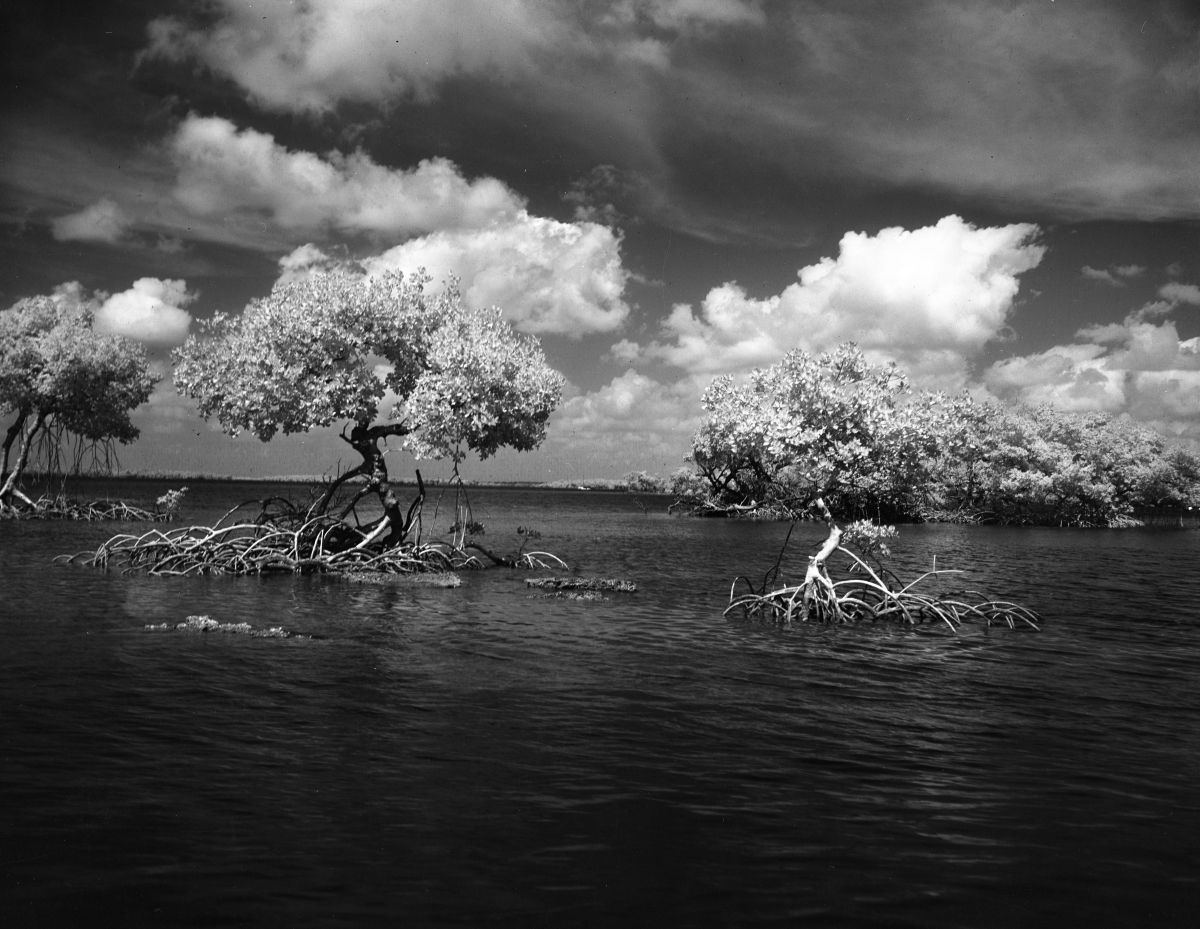 Trees out in the water - Ten Thousands, Florida .