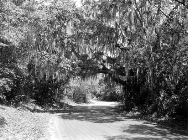 Park Drive at Fort Clinch State Park - Fernandina Beach, Florida .