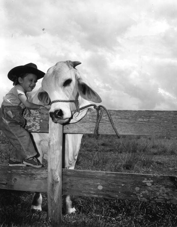 Young Kathy Partin poses for a picture next to a large cow at the Heart Bar Ranch - Kissimmee, Florida