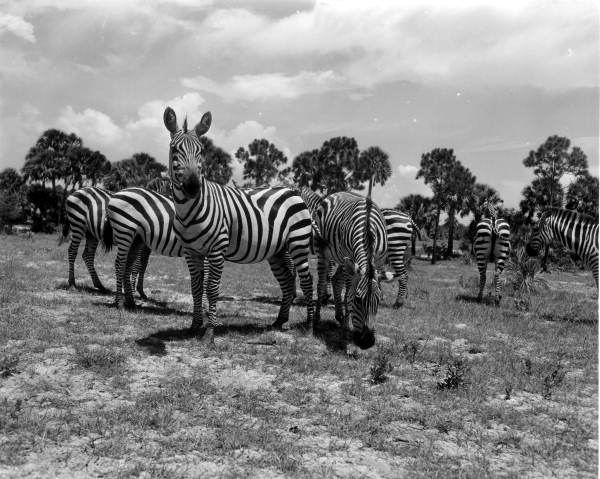 Zebras at Africa USA - Boca Raton, Florida.