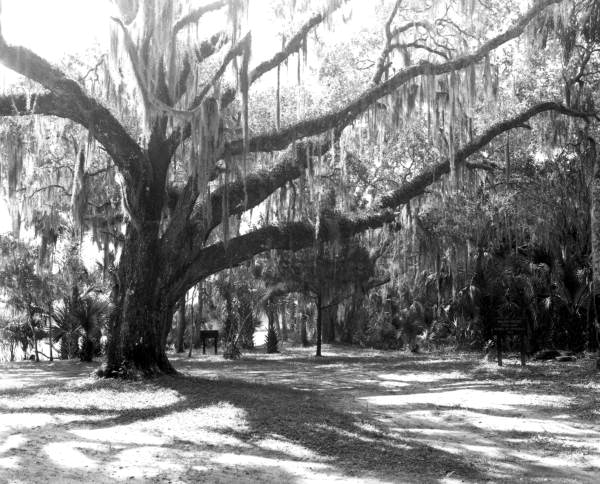 Historic site of Bulow house at Bulow Plantation Ruins State Park - Bunnell, Florida