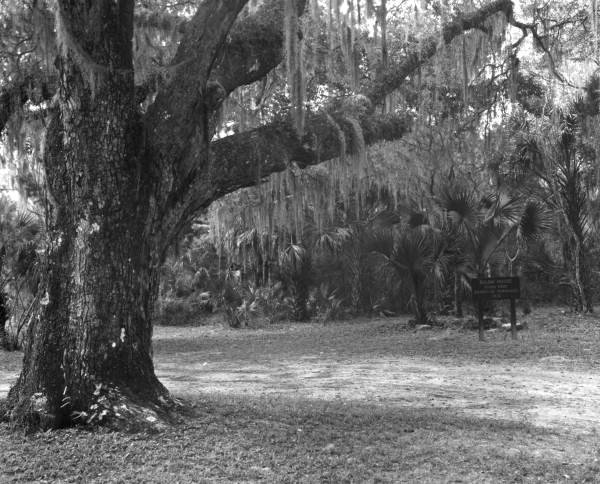 Historic site of Bulow house at Bulow Plantation Ruins state park - Bunnell, Florida