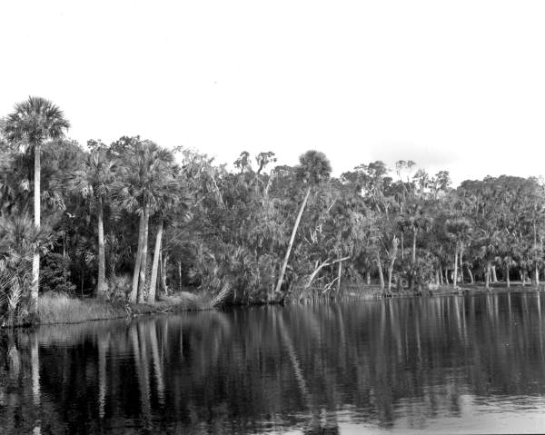 Scenic view of Bulow Plantation Ruins State Park - Bunnell, Florida